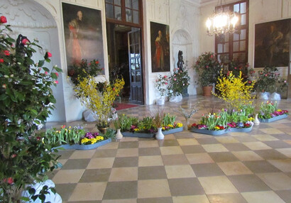 Camellias, messenger of spring, Spring flower exhibition 2016